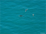 Дельфины у берегов Балаклавы
